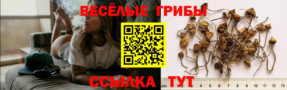 Галлюциногенные грибы мухоморы  дарнет шоп  Тобольск  Галлюциногенные грибы Psilocybe  Вход с VPN 